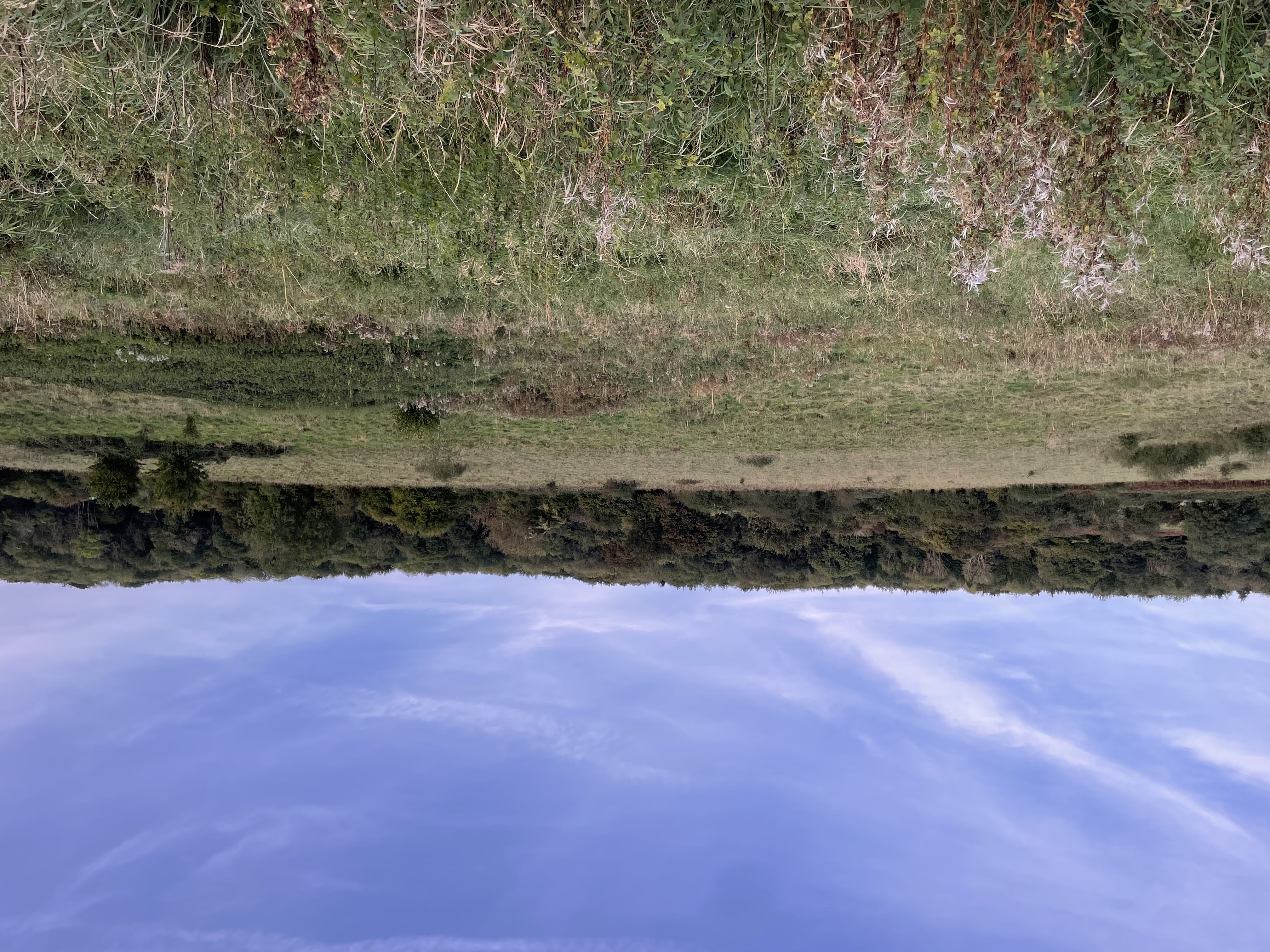A dirt trail winds through a dense forest